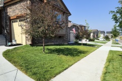 Front Sod